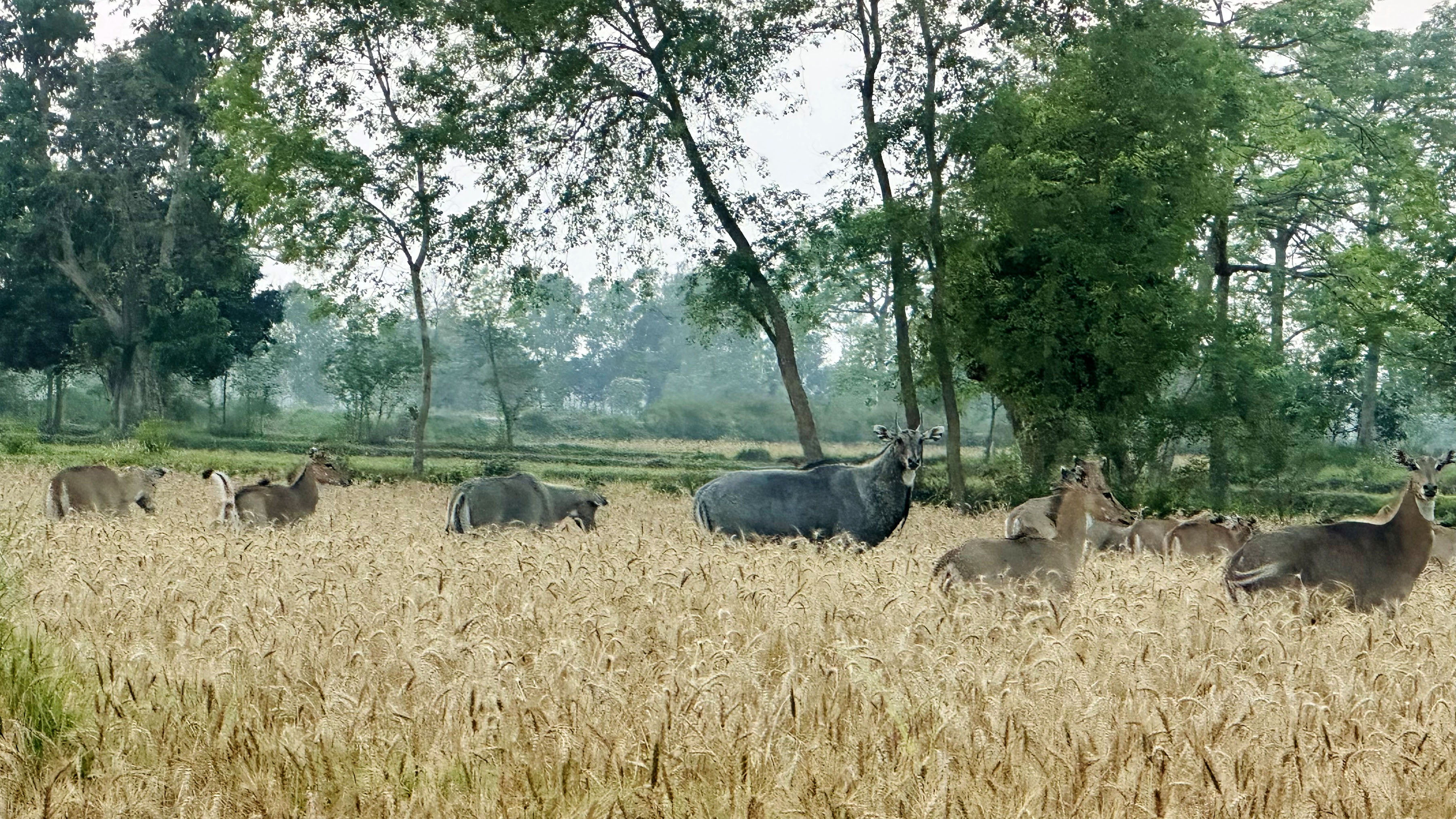 गहुँ खेतमा नीलगाईका हुल