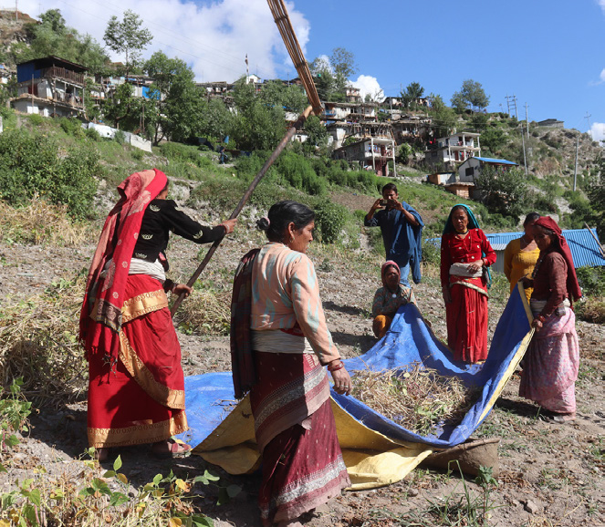 रैथाने  बाली उत्पादनको बढ्यो लहर