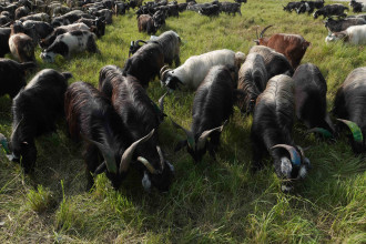 दसैँका लागि उपत्यकामै मुस्ताङको च्याङ्ग्रा