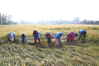 दसैँको चहलपहलबीच धान भित्र्याइँदै
