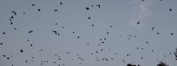 नारायणहिटी दरबार सङ्ग्रहालय अगाडि दुलालको काग सम्मेलन