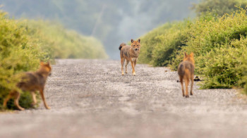नेपालकाे पहिलो रामसार क्षेत्रकाे जैविक विविधतामा नकारात्मक असर