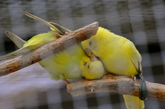 के साँच्चिकै सोलमेट हुन्छन् ?