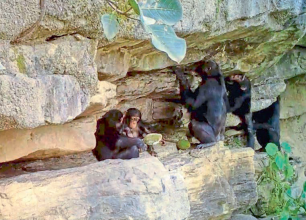 चिम्पान्जीले उपकरण दिएर बच्चालाई सिकाउँछन्