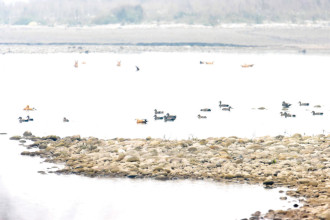 नदी, बगर र पखेटाबीच नारायणीको जाडो