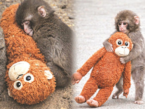 संसारलाई भावुक बनाइरहेको ‘पञ्च’