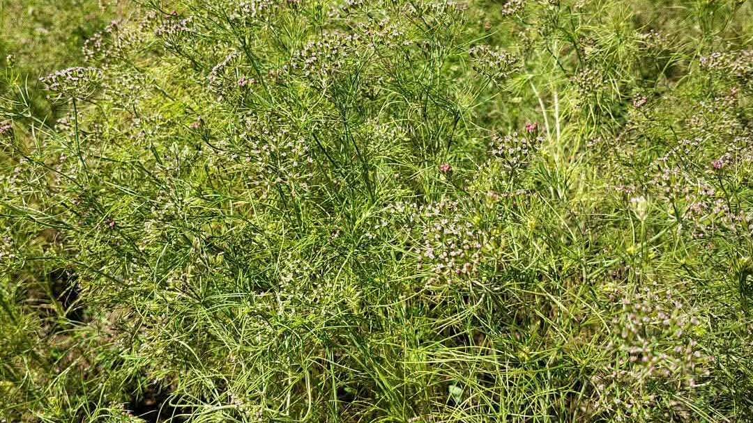 सिन्धुपाल्चोकमा जिरा खेतीको सफल परीक्षण