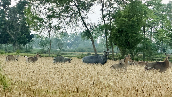 गहुँ खेतमा नीलगाईका हुल