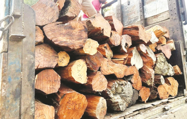 रातारात रुख काटेर काठ चोर्ने समूह सक्रिय