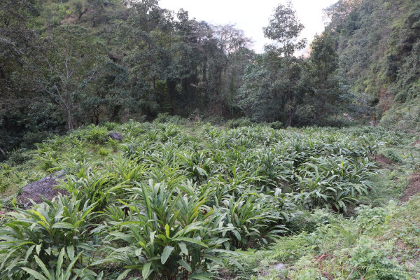 अर्मनमा अलैंचीखेतीको परीक्षण