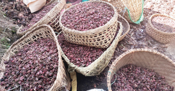 मेची भन्सार नाकाबाट अलैंची निर्यातमा ५८ प्रतिशत वृद्धि