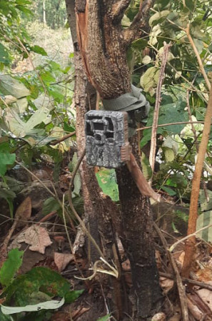 यसरी हुँदैछ बाघ गणना