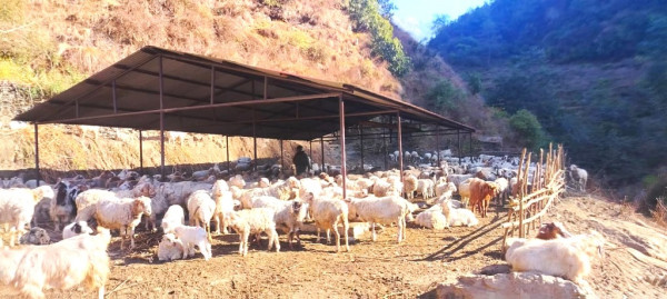 भेडाका बथान