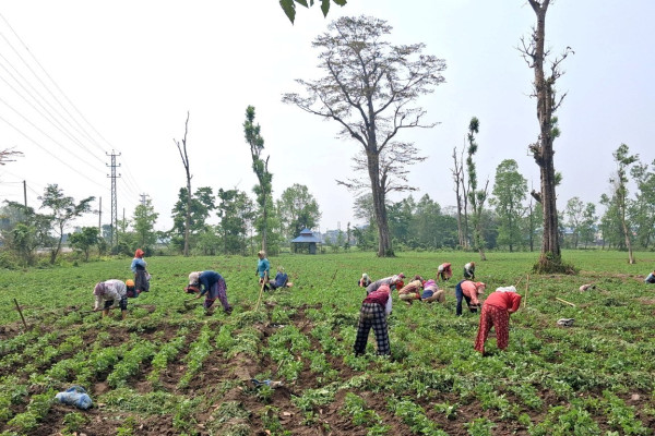 मेन्था जडिबुटी गोडमेल गर्दै मजदुर