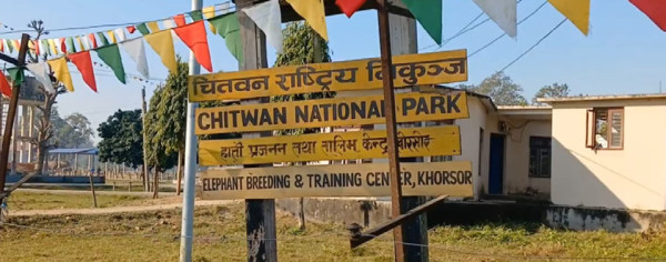 खोरसोरका दुई हात्ती बुधबार कतार जाँदै