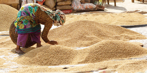 मधेसको खडेरीले घट्यो धान उत्पादन