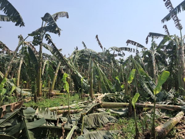 बर्सेनि क्षति, बाली बीमामा किसानको चासो शून्य