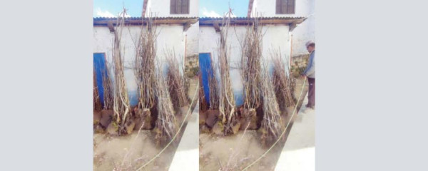 हुम्लामा विरुवा उत्पादन भएपछि कृषकलाई सहज