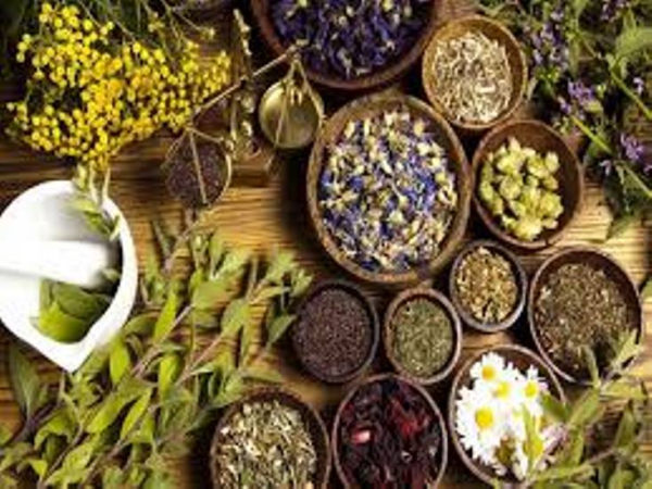 जडिबुटीको निकासी बढे पनि किसानको आम्दानी बढेन