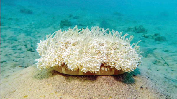 दिमाग नभए पनि मस्त निदाउँछ जेली फिस