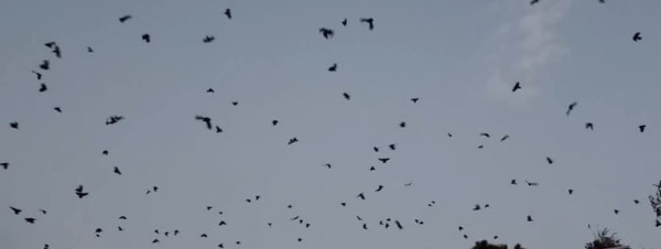 नारायणहिटी दरबार सङ्ग्रहालय अगाडि दुलालको काग सम्मेलन