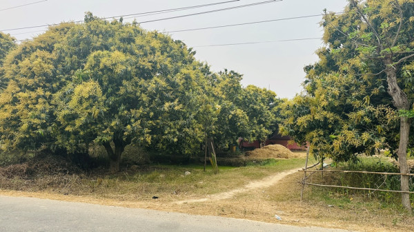 आँपमा राम्रो मञ्जरी, उत्पादन बढ्ने अपेक्षा