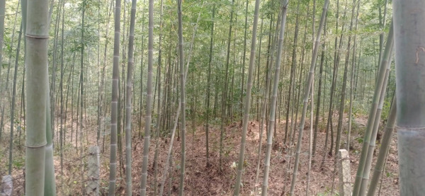 बहुउपयोगी मोसो बाँसः बनेपामा भइरहेको छ परीक्षण उत्पादन