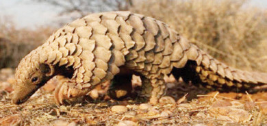 खोटाङमा भेटियो कालोसालक