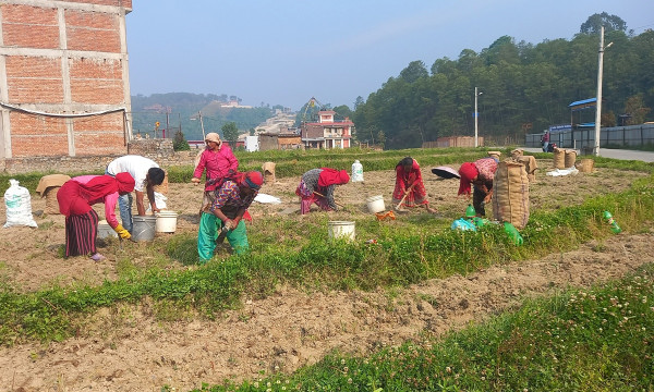 आलु किसानका द्विविधाः खनौं भाउ छैन, नखनौं कुहिने डर छ
