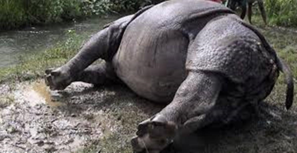 साउनयता १७ गैंडा मरे