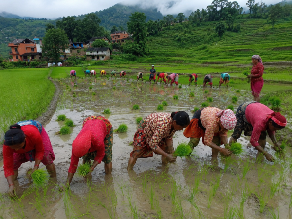 देशभर १० प्रतिशत धान रोपाइँ सकियो