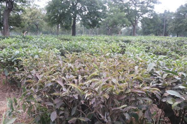 चिया उत्पादकलाई भारतमा अझै हैरानी
