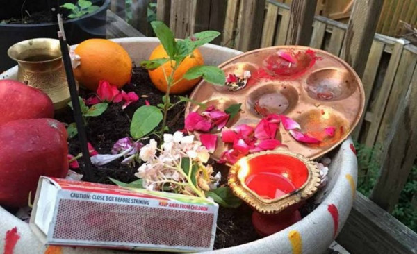 तुलसीको बिरुवा सारिँदै
