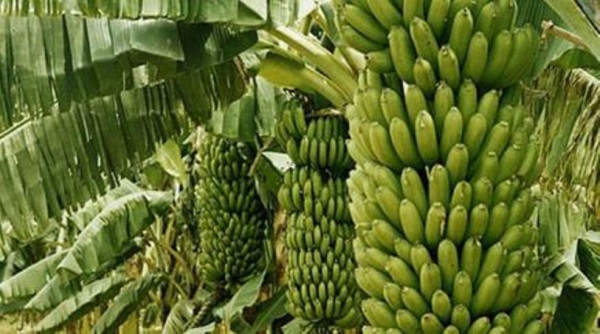 नेपाल केरामा आत्मनिर्भर उन्मुख