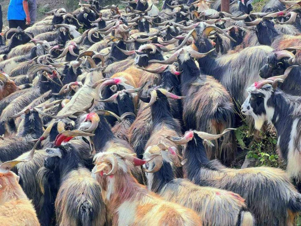 दशैंका लागि खसी, बोका र च्यांग्राको बुकिङ खुल्ला