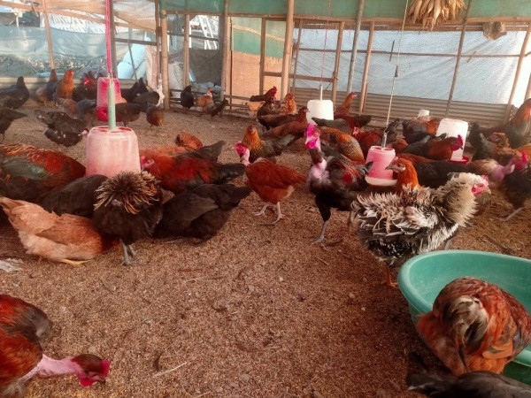 कोशी प्रदेशमा बर्डफ्लुको जोखिम