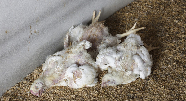 चितवनमा ‘बर्डफ्लु’ पुष्टि, १८ हजार कुखुरा नष्ट