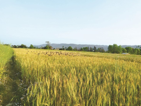 किसानले पाएनन् चैते धानको उचित मूल्य