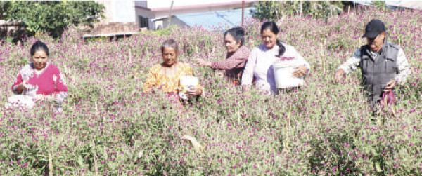 फूलखेतीमा रमाउँदै भक्तपुरका महिला