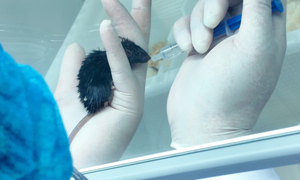 अन्तरिक्षबाट फर्कियो चार मुसासहित वैज्ञानिक नमूना