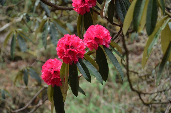 सौन्दर्यको खानी गुराँस संरक्षणका चुनौती