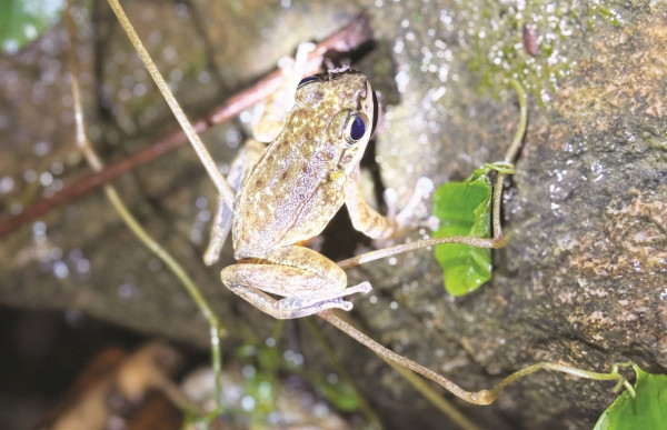 पाहा जोगाउने चुनौती