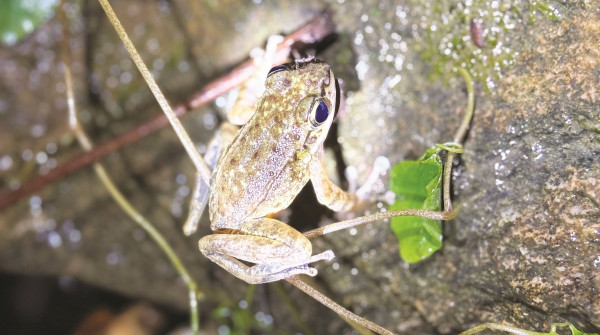 काली पाहा जोगाउने चुनौती
