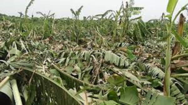 हुरीका कारण झापामा केराखेतीमा क्षति