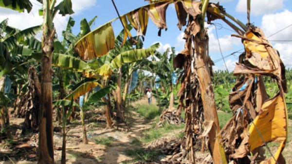 केरा जोगाऔं