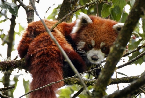 जैविक विविधता रेडपाण्डा–थार अन्तर्राष्ट्रिय सम्मेलनको तयारी