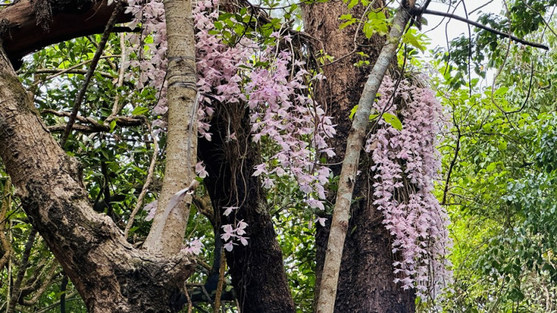 हारमको रूखमा फुलेको सुनाखरी