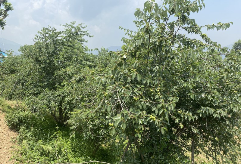 असिनाले ‘बुद्धचित्त’ खस्कने किसानको चिन्ता