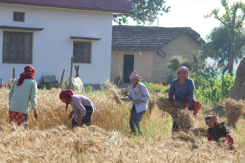 गहुँ काट्दै