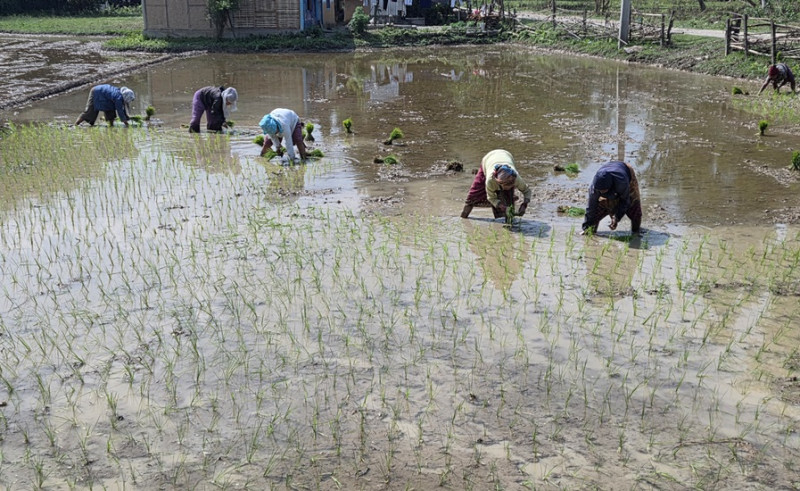 झापामा ७७ प्रतिशत धान रोपाइँ